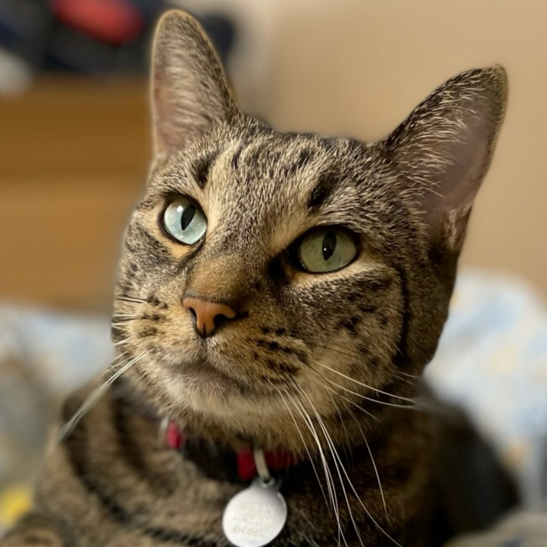 Urban the Clinic Cat