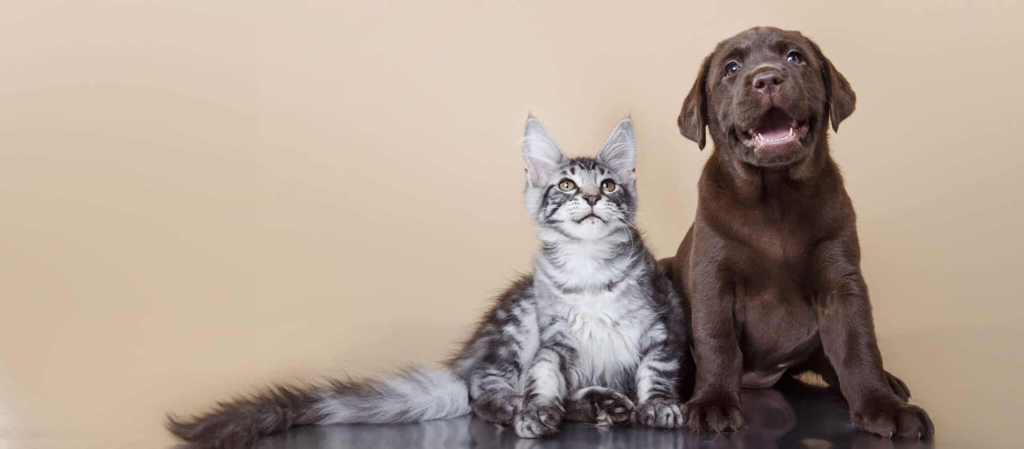 Cat and chocolate lab puppy at Arlington Veterinary Clinic